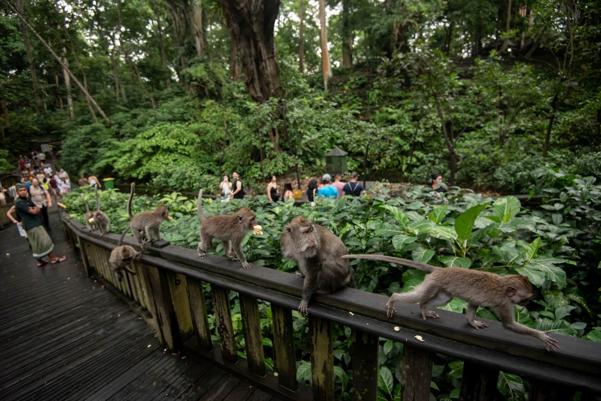 Salinan Monkey forest